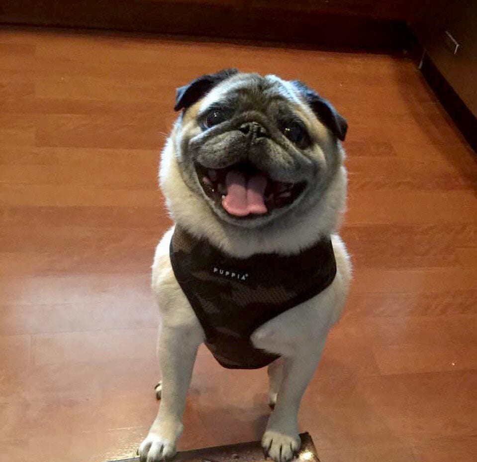 Happy dog sitting on the floor.