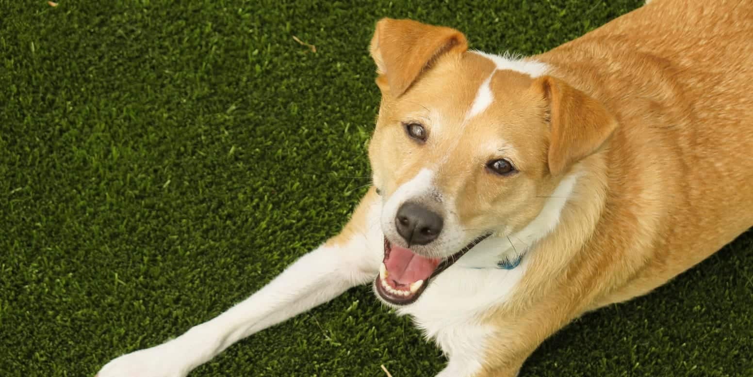 Dog laying on K9Grass by ForeverLawn at the Lanier Playground Dog Park in Philadelphia, PA