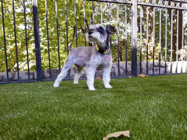 K9Grass by ForeverLawn