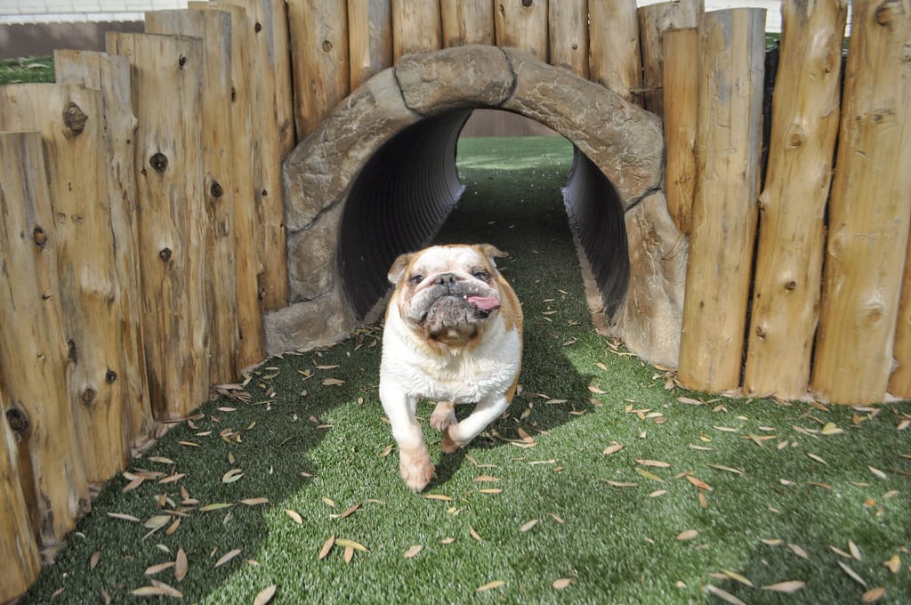 ForeverLawn of Tarrant County -- Drought prompts real growth in fake backyard grass