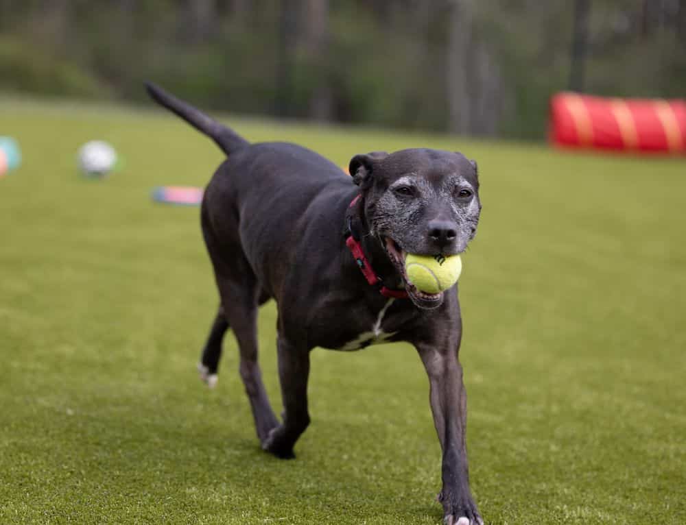 Harbor, WA - Animal Protection Society with K9Grass Classic Plus