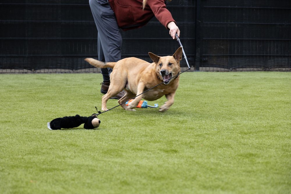 Harbor, WA - Animal Protection Society with K9Grass Classic Plus