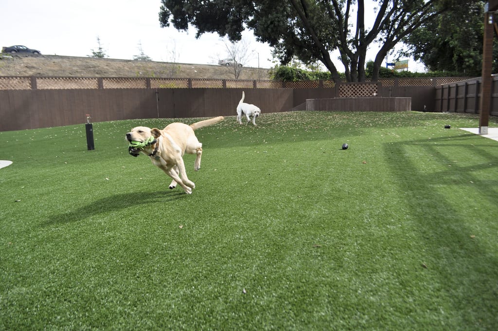 Dogs playing on K9Grass