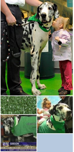 Gibson, the world's tallest dog, visits Albuquerque