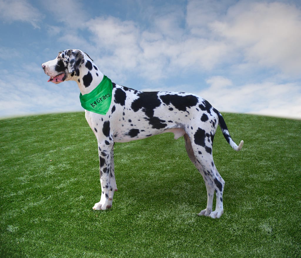 World's Tallest Dog "Speaks" About Experience with Canine Cancer