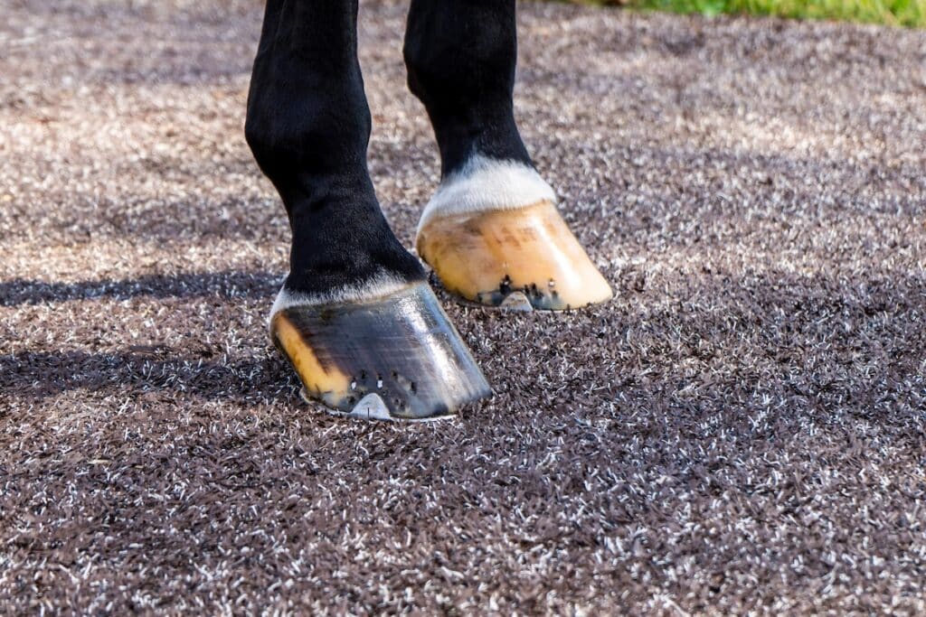 Kentucky Ranch EquineGrass